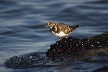 Turnstone, Arenaria interpres