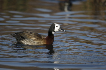 White faced tree duck, Dendrocygna viduata