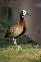 White faced tree duck, Dendrocygna viduata