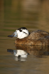 White headed duck,Oxyura leucocephala