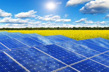 Solar panels in rape field