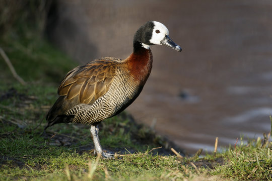 White faced tree duck, Dendrocygna viduata