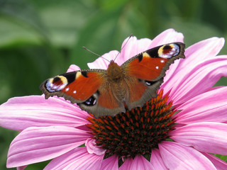 Wunder der Natur
