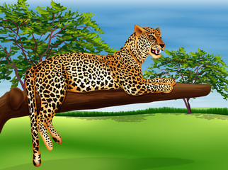 A leopard lying above the branch of a tree