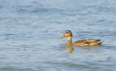Duck swimming in water