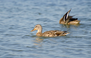Ducks swimming in water