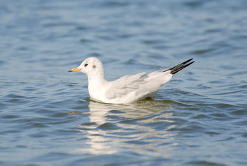 Obraz premium Seagull swimming in open water.