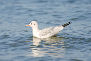 Seagull swimming in open water.