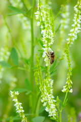 Bee on flowers