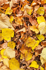 autumn leaves