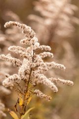 autumn plants