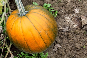 Fototapeta premium Kürbiszeit