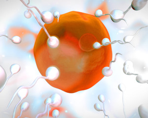 Orange egg being fertilized