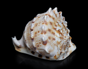 Seashell