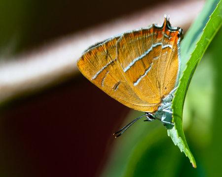 Brown Hairstreak (Thecla Betulae)