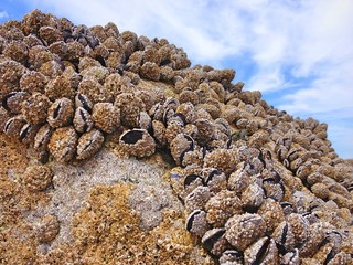Muscheln auf Felsen