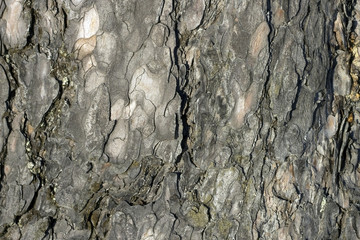 The texture of bark