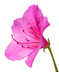 Fototapeta na wymiar Różowy Azalea Blossom makro z łodygą zielony samodzielnie na białym tle