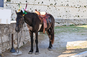 Brown horse. Monte Sant'Angelo. Puglia. Italy.