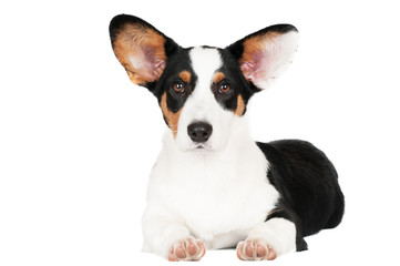 welsh corgi puppy lying down