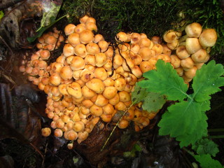 Большое грибное семейство