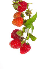 Raspberry plant isolated on white background.