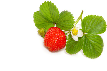 Strawberry plant isolated on white background.
