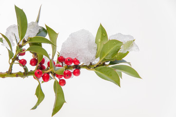 Isolated snowcovered holly twig with berries