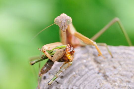 カマキリの食事