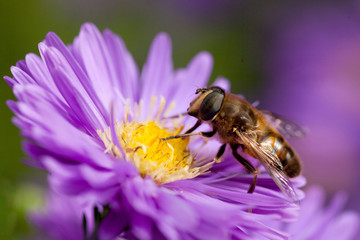 bee on purple flower