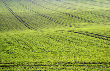 Large green field in spring