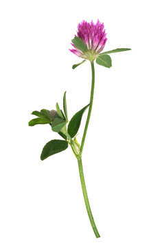 isolated single clover flower on stem