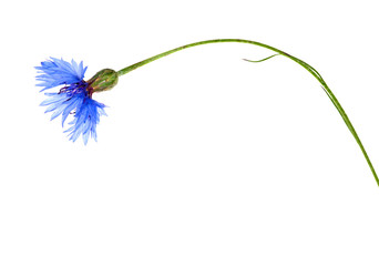 isolated blue chicory single flower