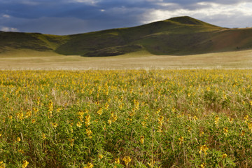 Landschaft mit gelben Bluetenmeer und Berg auf Tsondab, Namibia