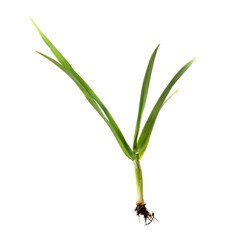 deep green herb on white