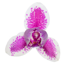 three petals single orchid with pink spots