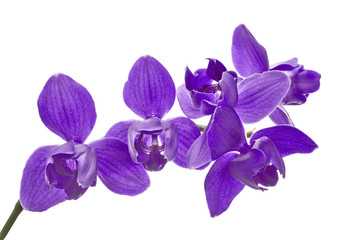 three petals isolated purple orchids