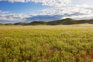 Landschaft mit gelben Bluetenmeer und Berg auf Tsondab, Namibia