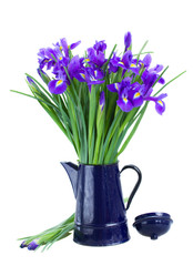 blue irise flowers in pot