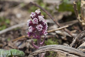 Pestwurz, Petasites hybridus Heilpflanze