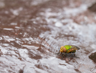 Beautiful insect in nature