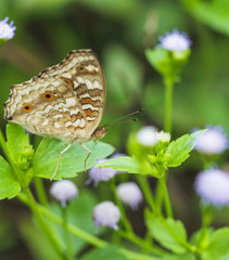 Beautiful butterfly in nature. Pang Sida National Park.