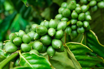 Coffee beans on tree in farm