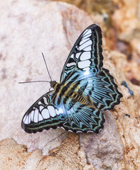 Beautiful butterfly in nature. Pang Sida National Park.