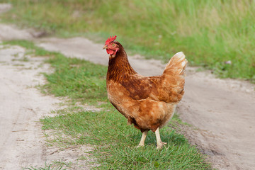 Chicken walks on nature