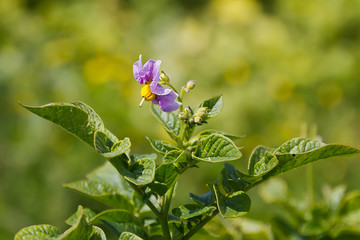Potato flower