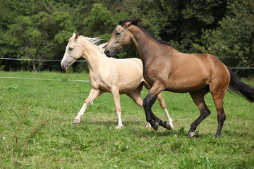 Two palomino horses running