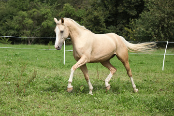 Beautiful palomino horse running on pasturage