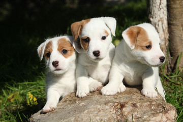 Gorgeous puppies of Jack Russell Terrier