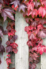 Autumnal ivy leafs on the wood wall